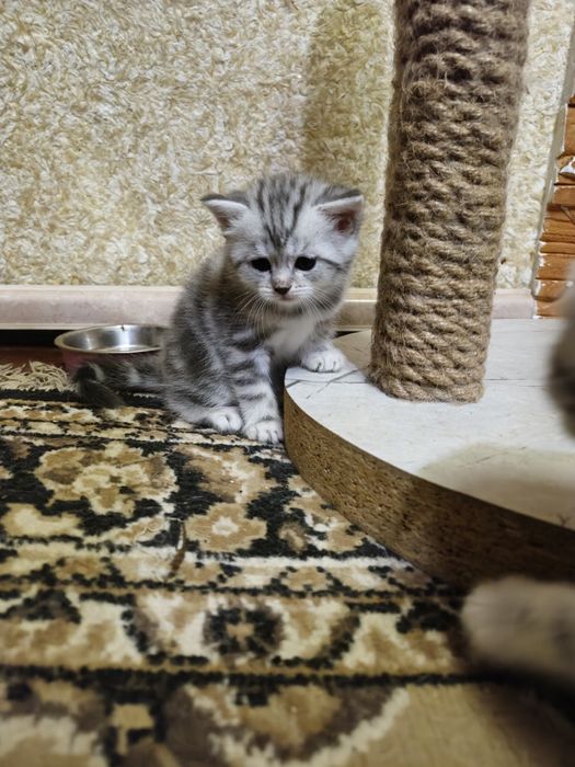 Шотландська радість