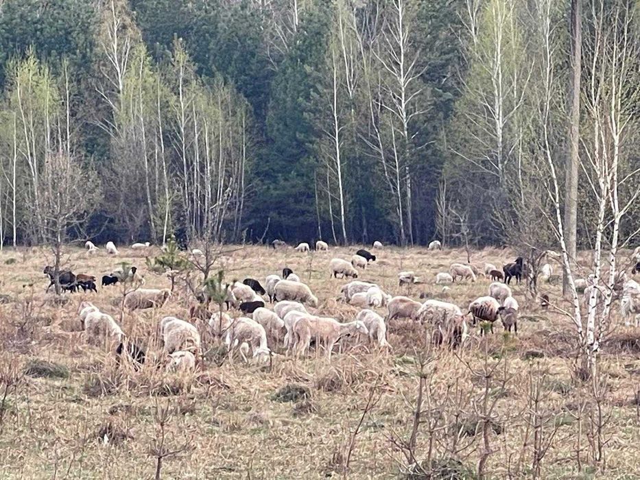 Продам баранів до свята Курбан Байрам
