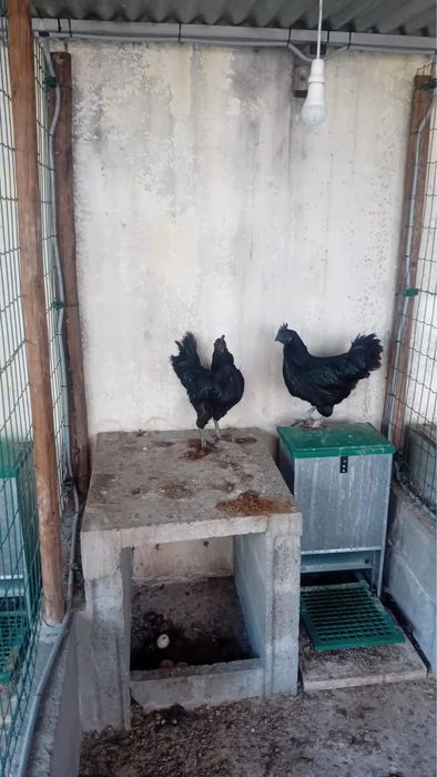 Galinhas Aramy Ceramy