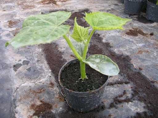 Sadzonki warzyw na zamówienie!