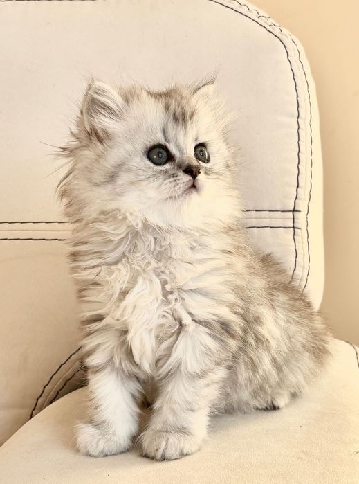 Британський котик.