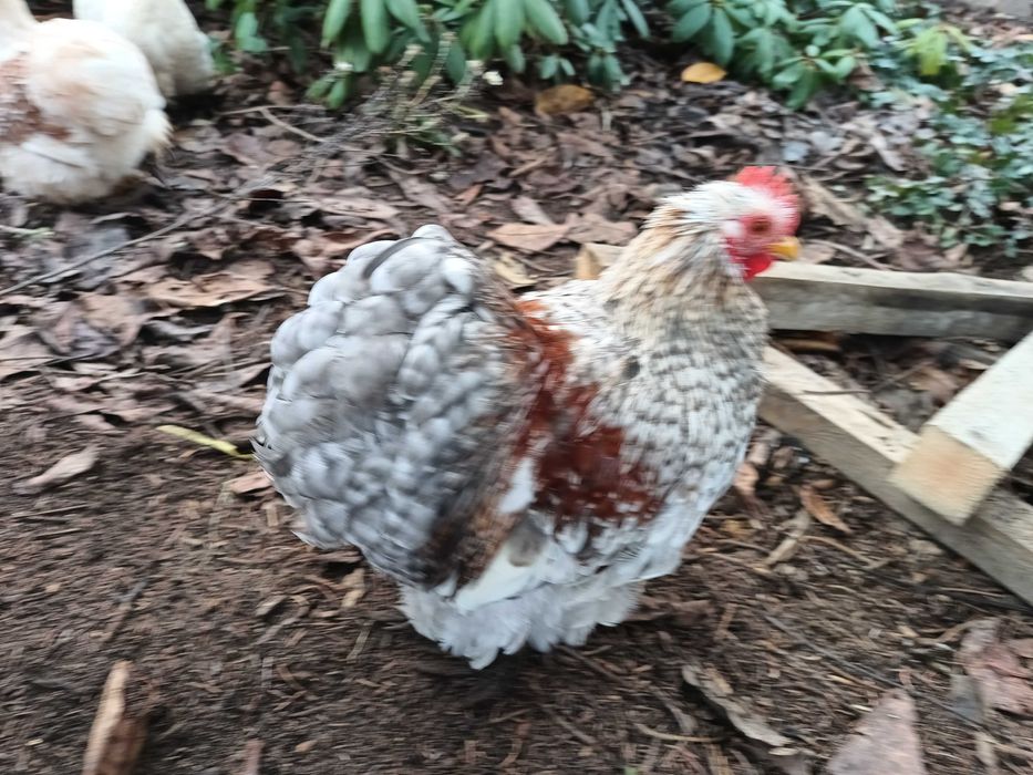 Karzełek kochin koguty 2025