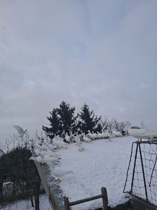 Lot gołębi jasnych perłowych.