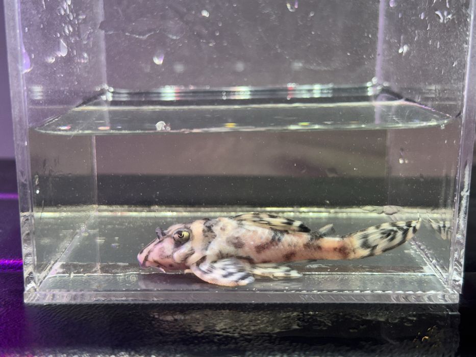 Hypancistrus L236 Super White 3-10cm