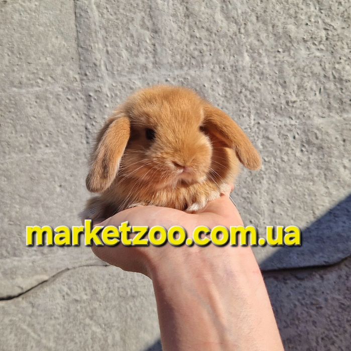 Mini Lop — розумний джентльмен у світі карликових кроликів