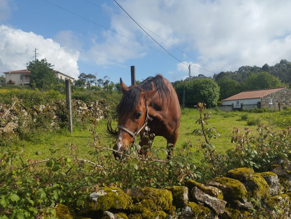 Cavalo e arreios