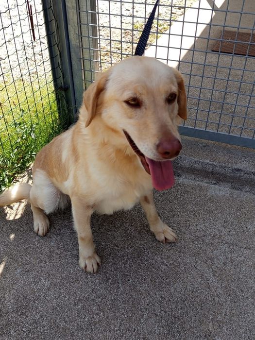 Cadelinha para adopção responsável