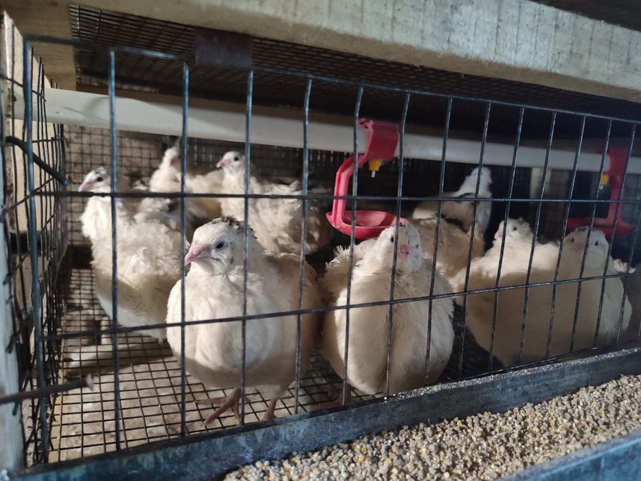 Продам перепелине м'ясо та яйця