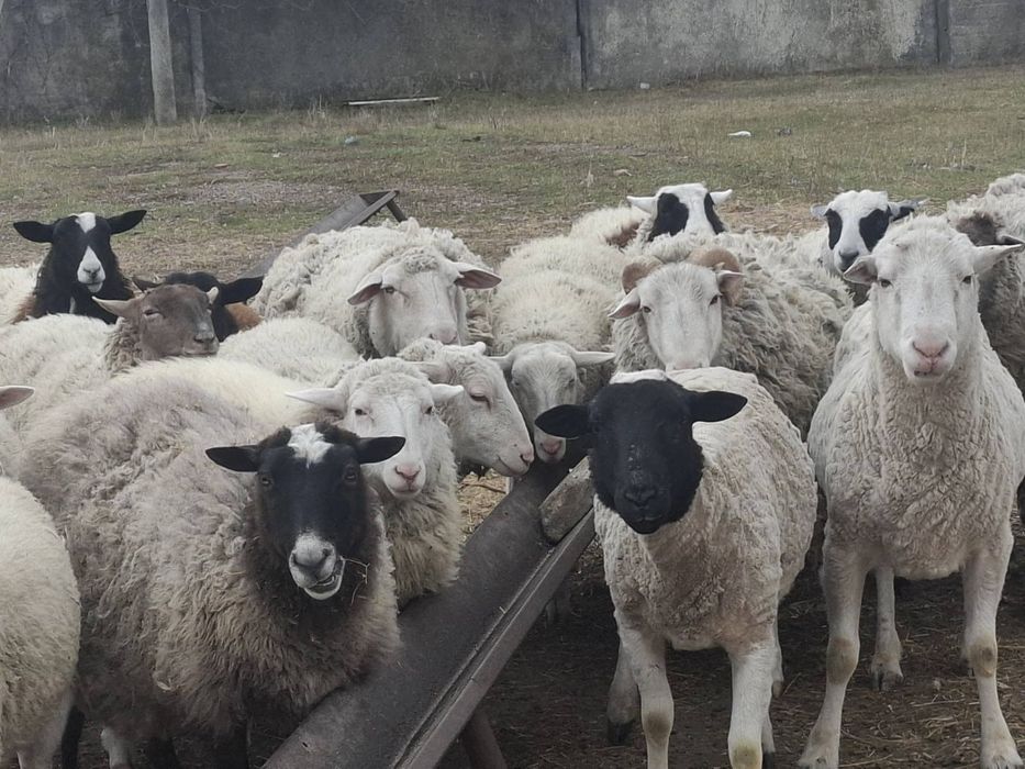 Продам баранів та овечок