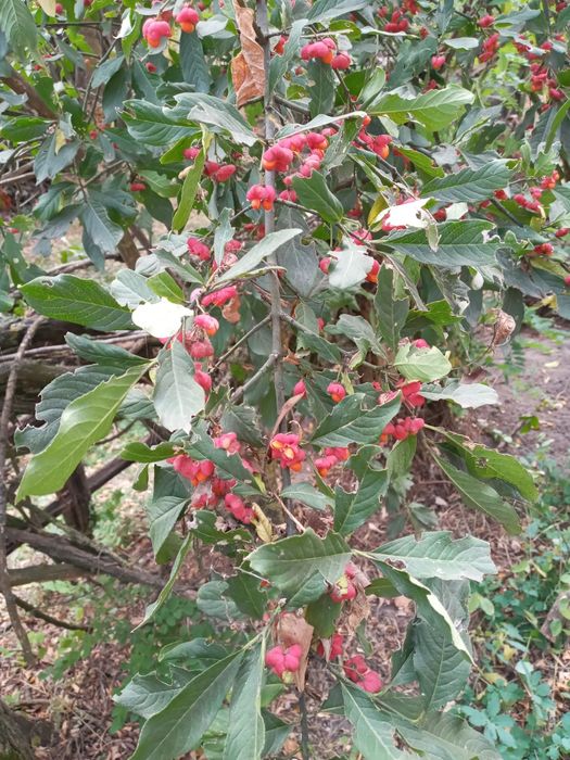 рослини культивовані та дикоростучі