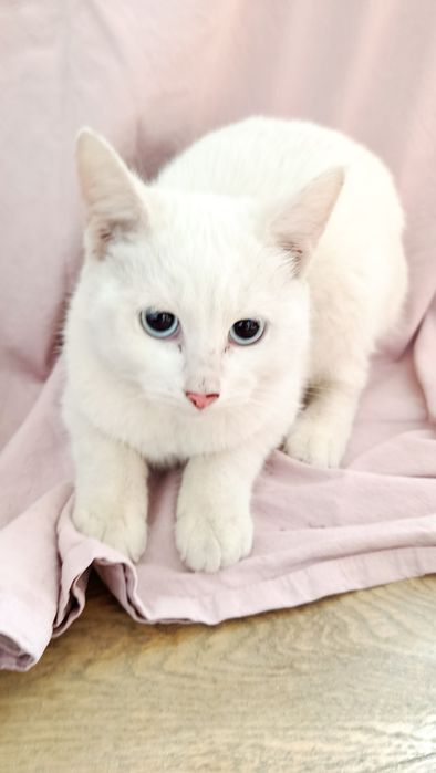 Кошенята шукають домівку