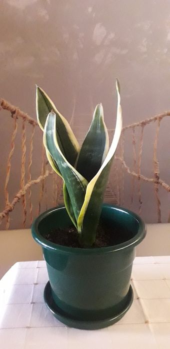 Planta espada de Santa Bárbara e São Jorge