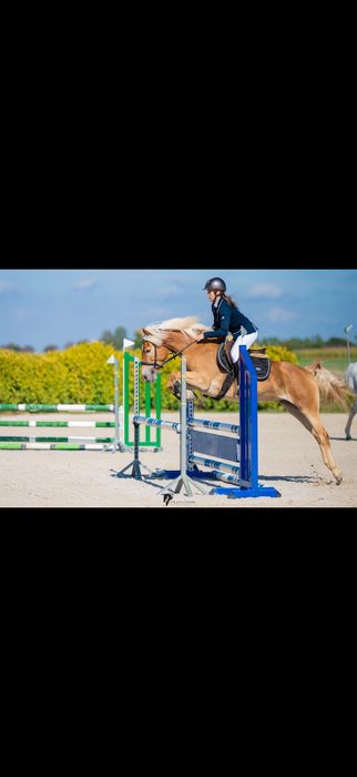 Klacz haflinger do  małego sportu