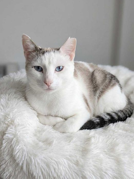 Setúbal e arredores / Margem Sul — SNOWY e FLOR, gatinhas para adoção