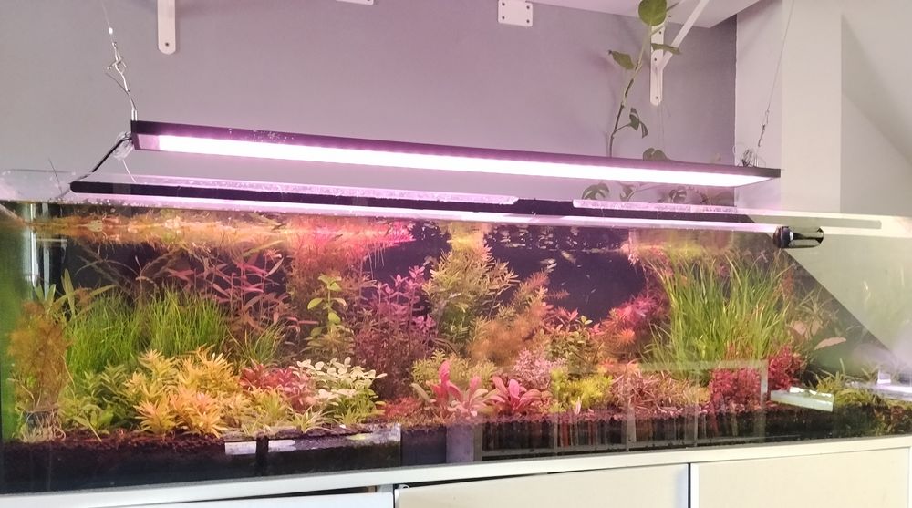 Akwarium roślinne na zamówienie