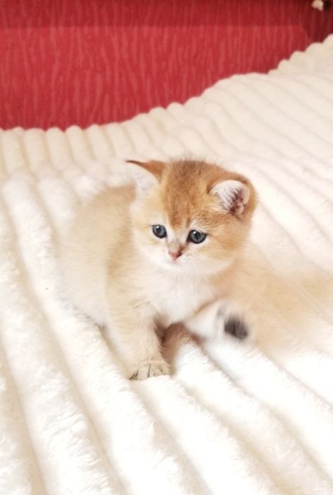 Золотая шиншилла Девочка и мальчик