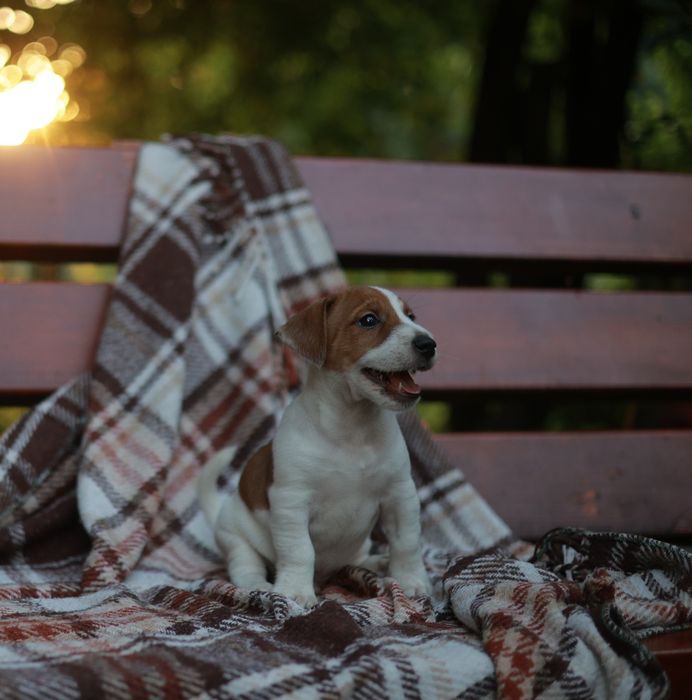Cappuccino z charakterem – wyjątkowy Jack Russell Terrier chłopiec