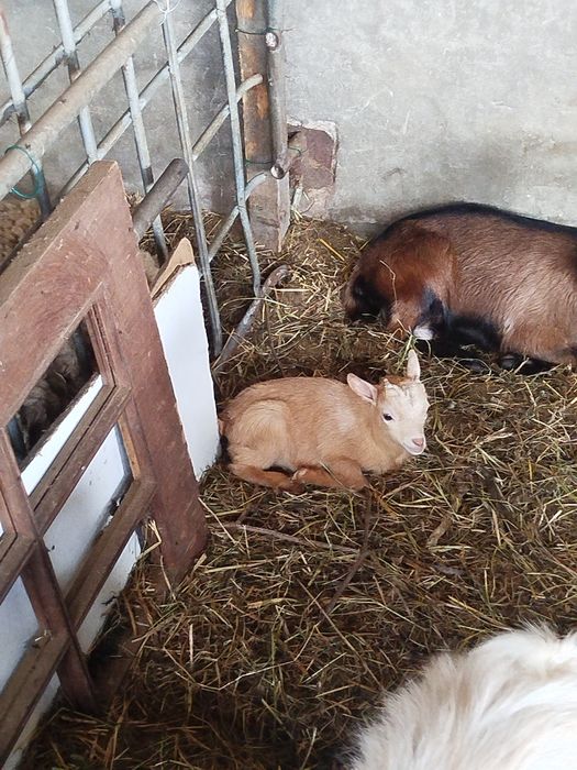 Vendo cabrito anão