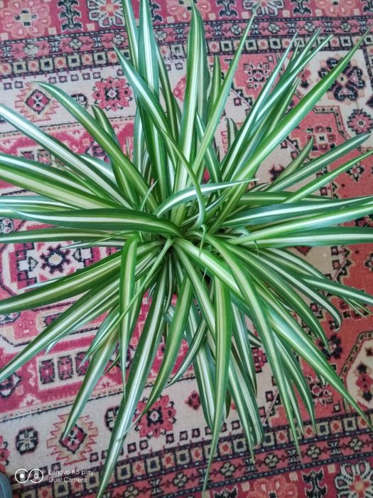 Квіти кімнатні , хлорофітум