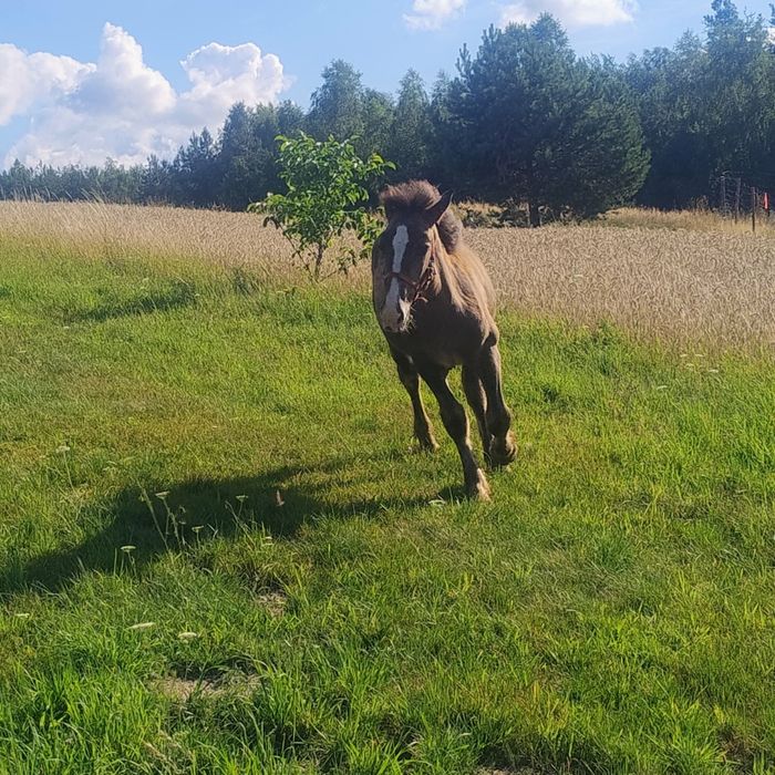 Klacz/źrebica !!