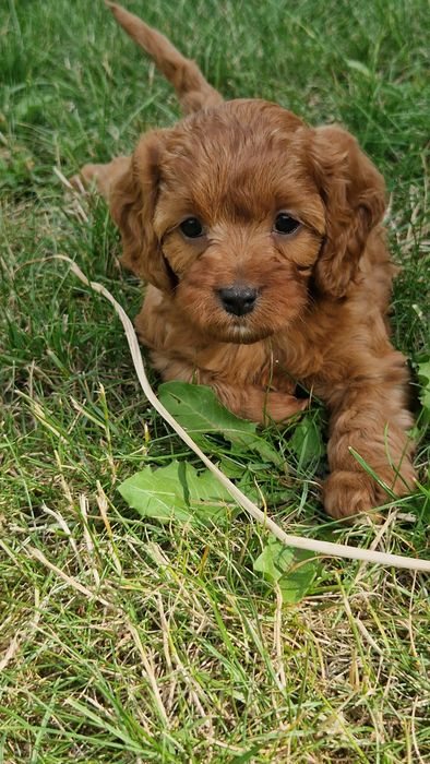 Sunia cavapoo f1