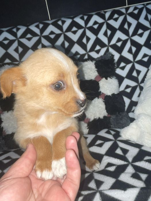 Cadelinha de porte pequeno adocao responsavel