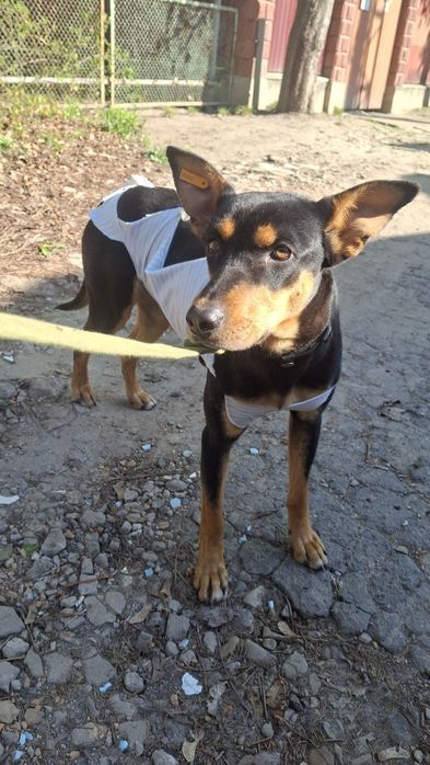 Собачки, собаки у хороші руки!