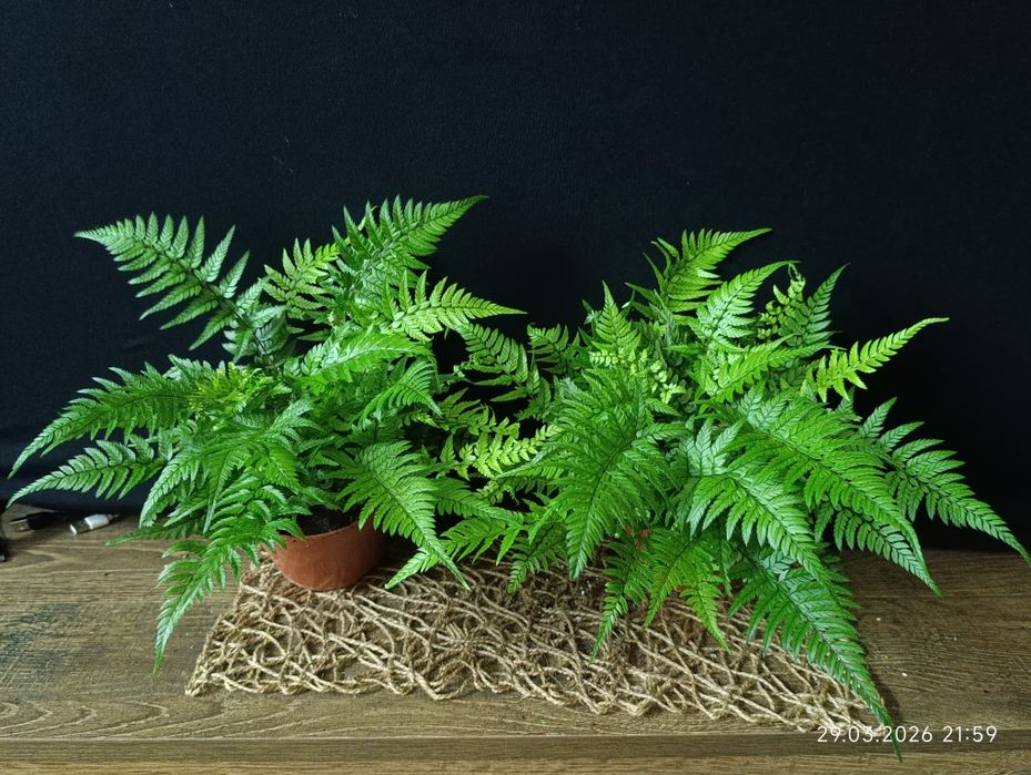 Папороть Атіріум (Athyrium),