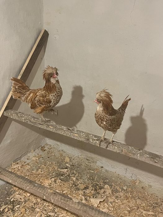 Czubatka wielbłądzia miniaturka