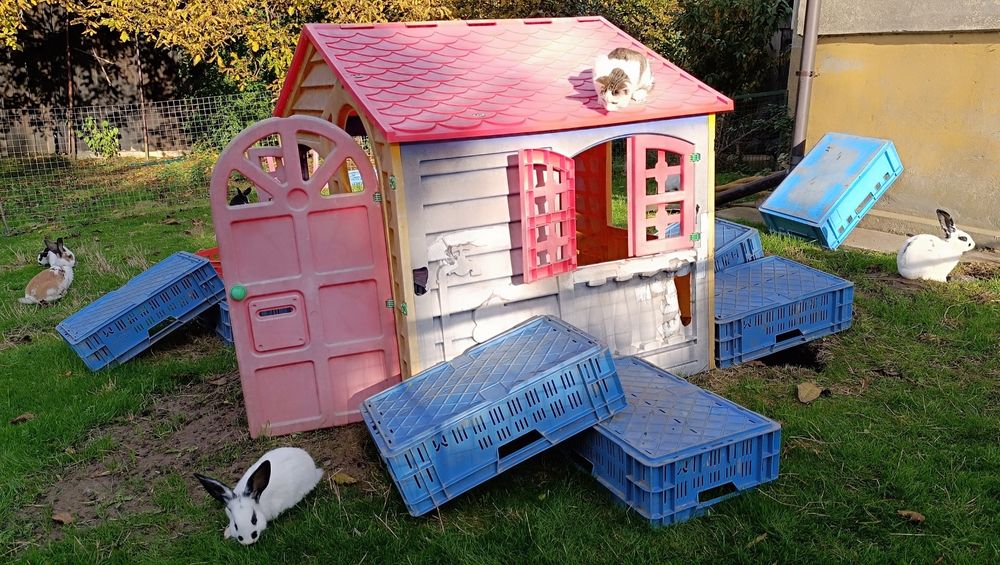 Kot, Kotek, Kocurek 5,5 miesięczny