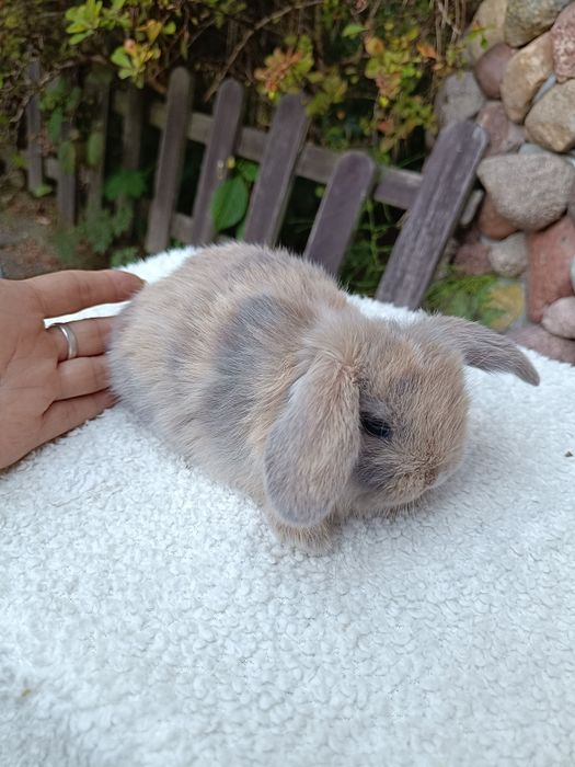 Mini Lop Happy Teddy Radom