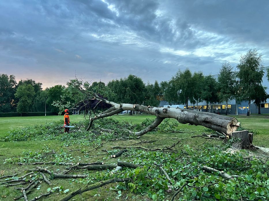 Wycinka i pielęgnacja drzew Katowice i okolice