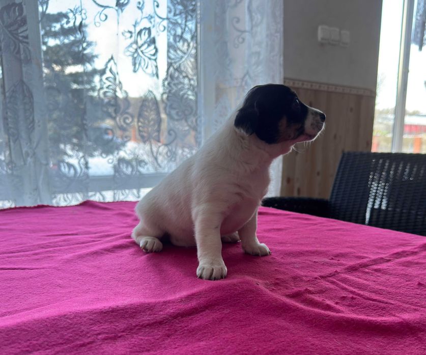 Jack Russell Terrier - suczka