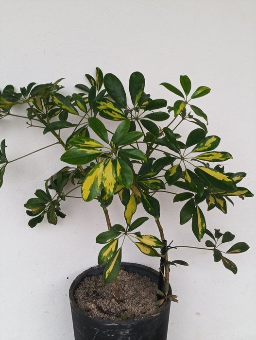 Catos de várias qualidades e vários preço