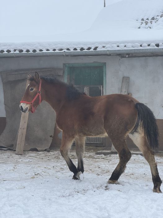 Продається лошадко