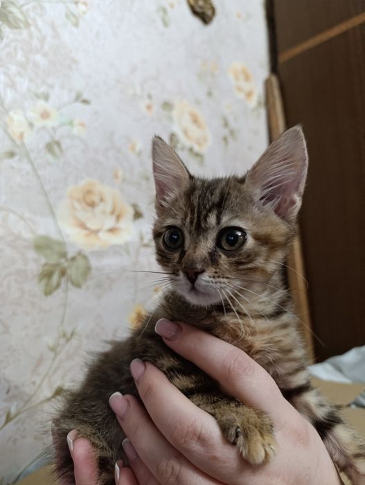 Кошеня дівчинка шукає родину