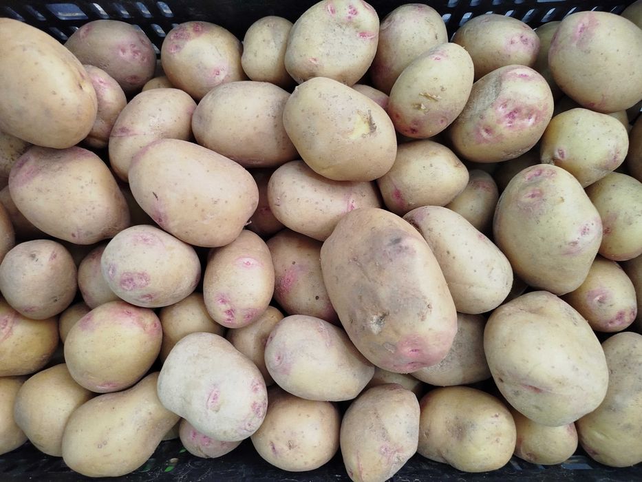 Batata olho de perdiz -Acabada de colher