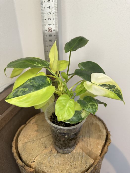 Філодендрон Philodendron Burle Marx var.