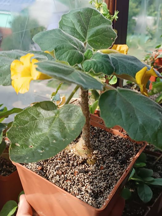 Uncarina roeoesliana