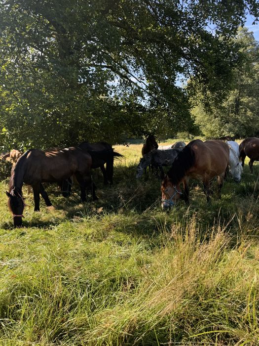 Boks angielski dla konia