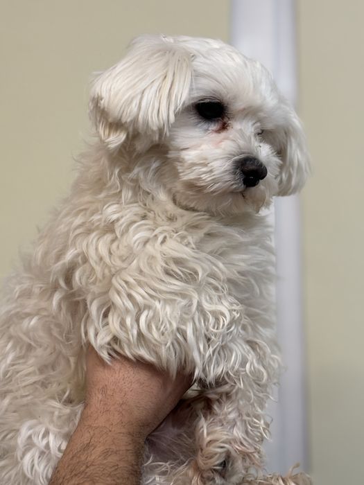 Мальтезе, вʼязка