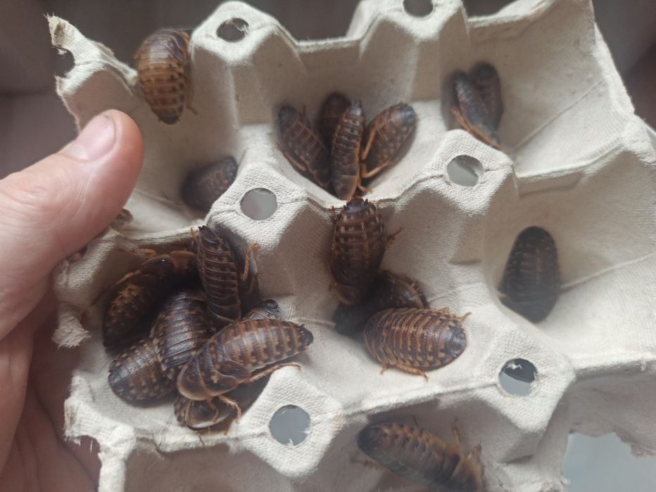 Karaczan argentyński blaptica dubia