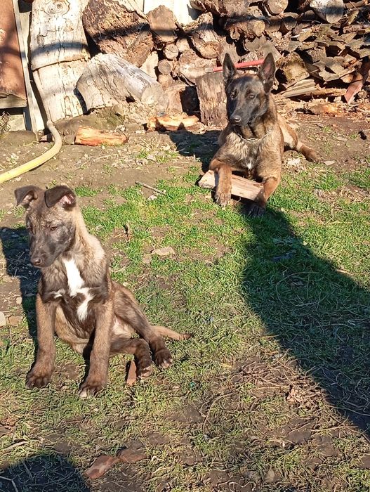 Кабель Малінуа для в'язки