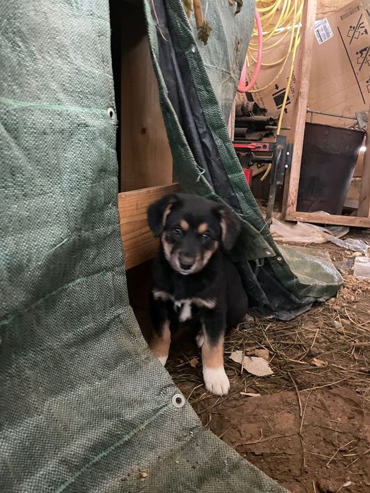 Віддам цуценя в добрі руки