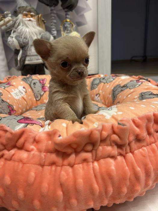 Chihuahua liliowy malutki chłopiec . Po championie Polski