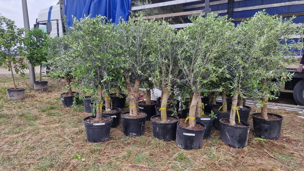 Drzewo oliwne, oliwka europejska