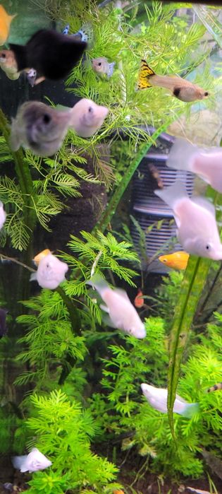 Witam sprzedam molinezje balonowe