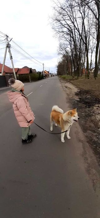 Вязка Акіта Іну. Вінниця.