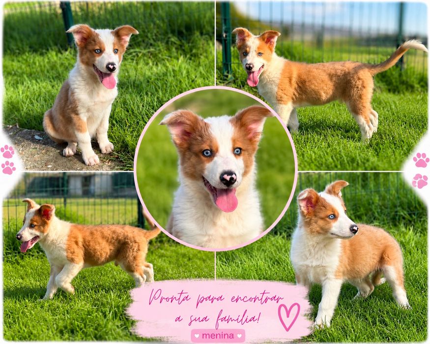 Border Collie Fêmea RedMerle Fofa