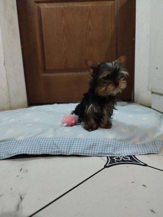 Хлопчик та дівчинка